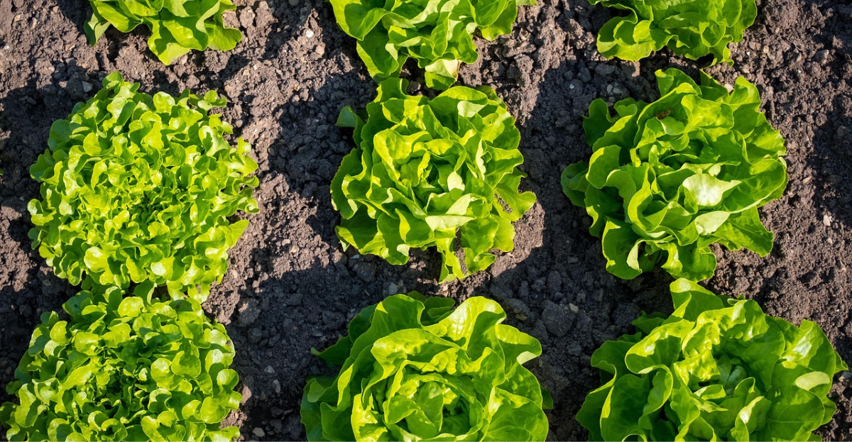 Lettuce growing
